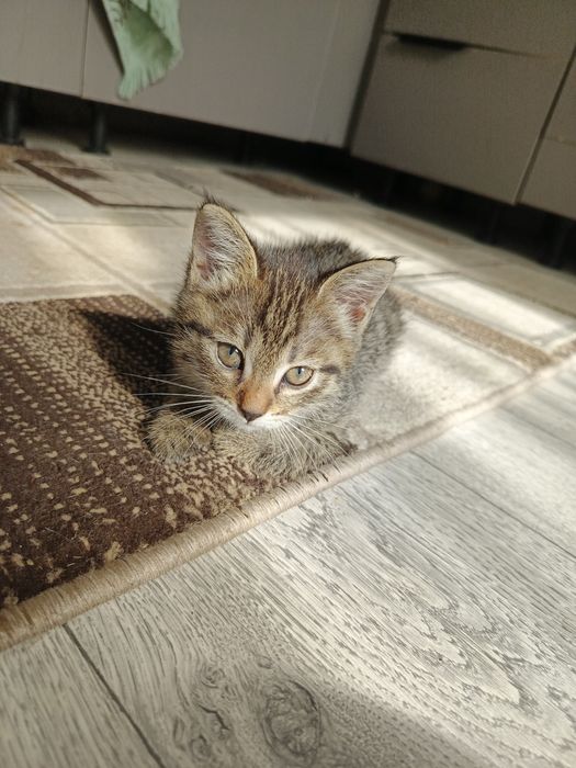 Котята бесплатно