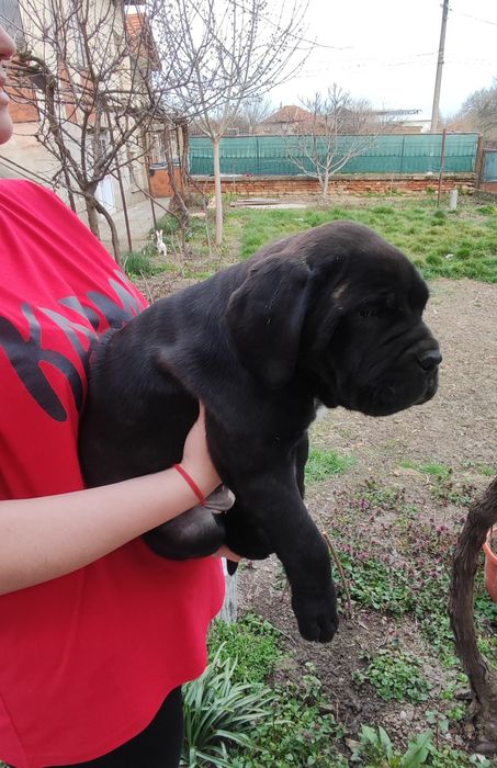 Женско кутре Кане корсо