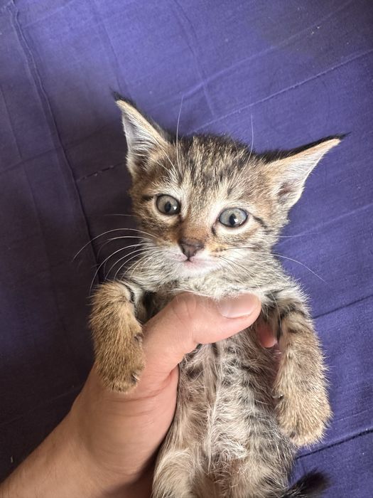 Отдам котят в добрые руки (они меня достали)