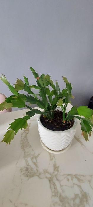 Продам комнатные цветы