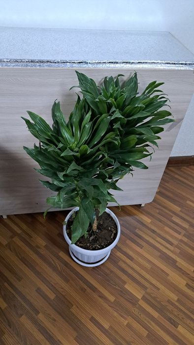 Большие комнатные цветы