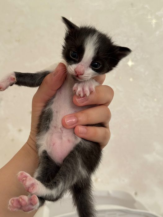 Котята 3 недели в добрые руки