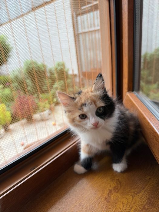 Котята в хорошие руки