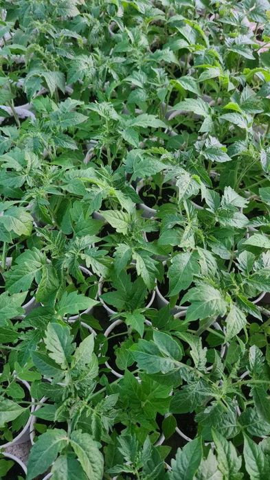 Рассада, Помидоры, Перцы, Баклажаны