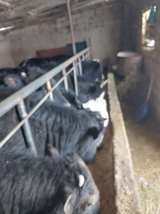 Бычки больше года