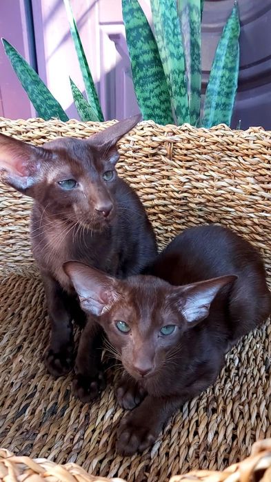 Ориентальный КОТЁНОК