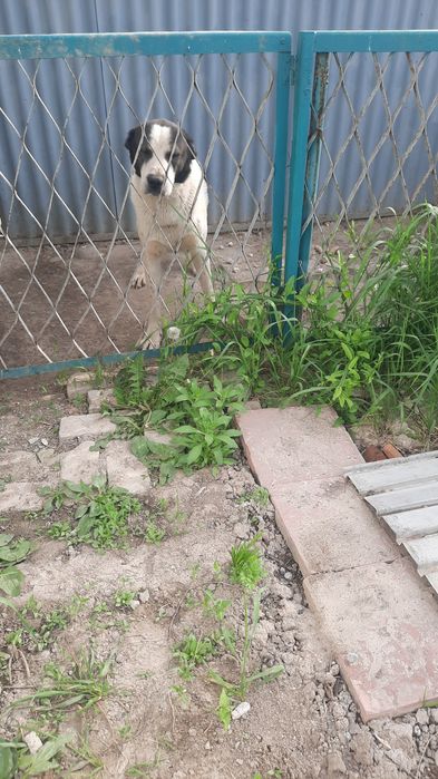 Алабай с тобетом