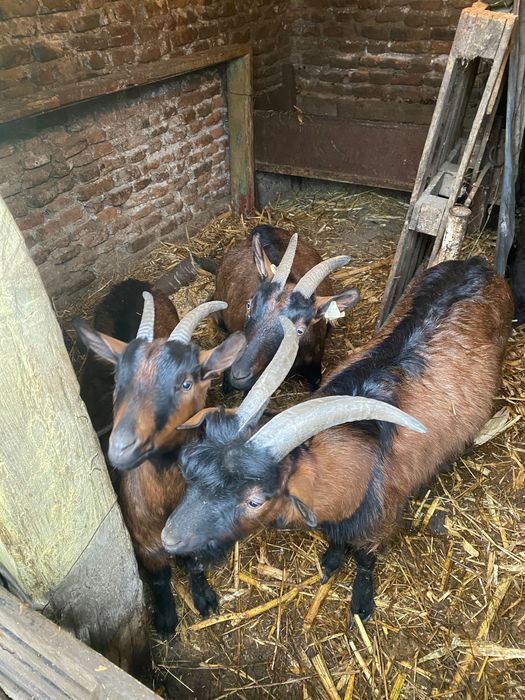 Vând 4 capre și 2 țapi alpin francez