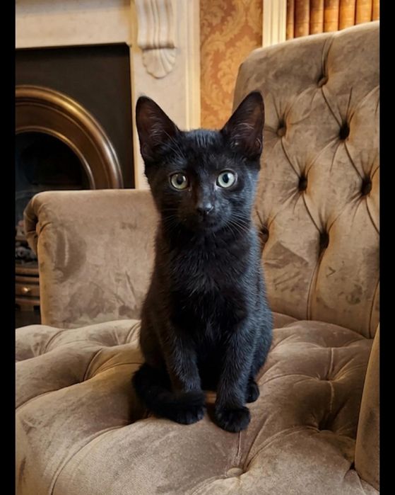 Котята 3мес мальчики