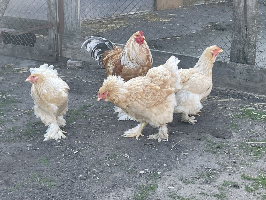 Familie de găini Brahma Lemon