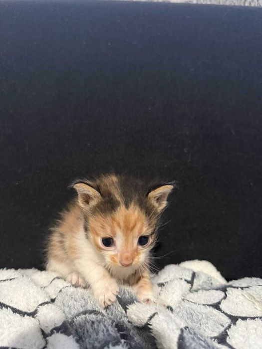 Подаряваме котенца