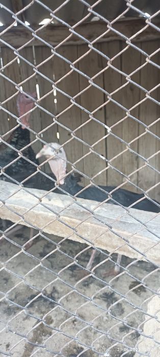 Үндік 4  еу 1 еркек үндік