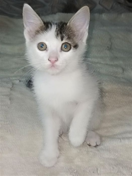 Отдам котят в хорошие руки