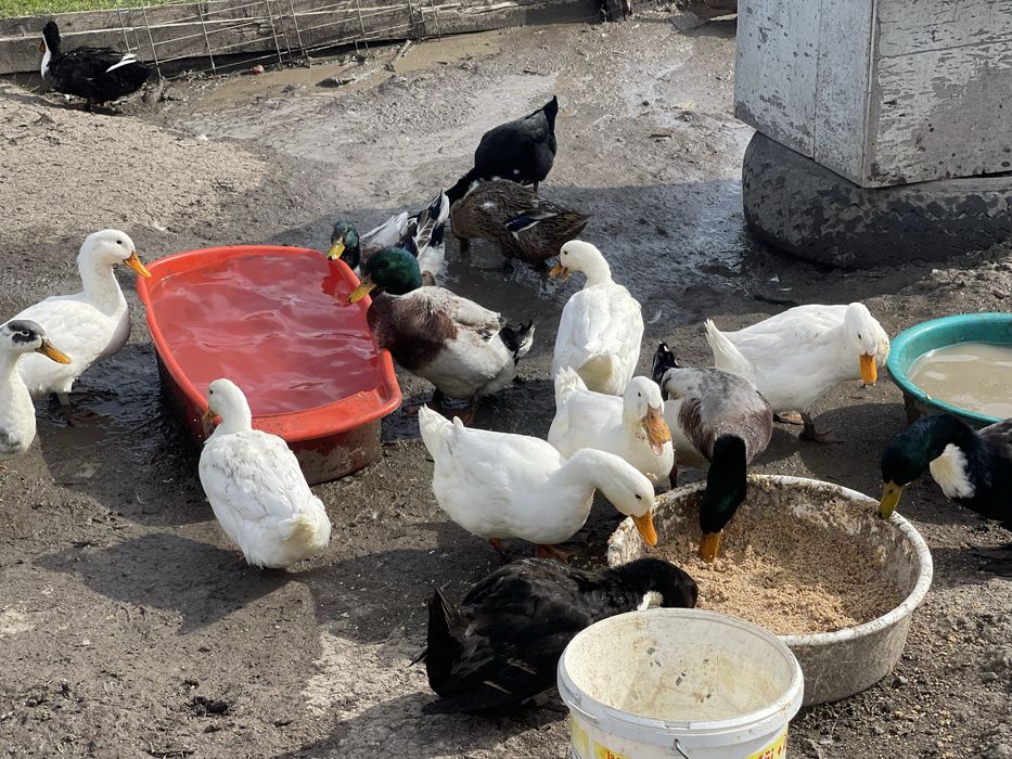 Vand rate crescute doar cu cereale si iarba verde.