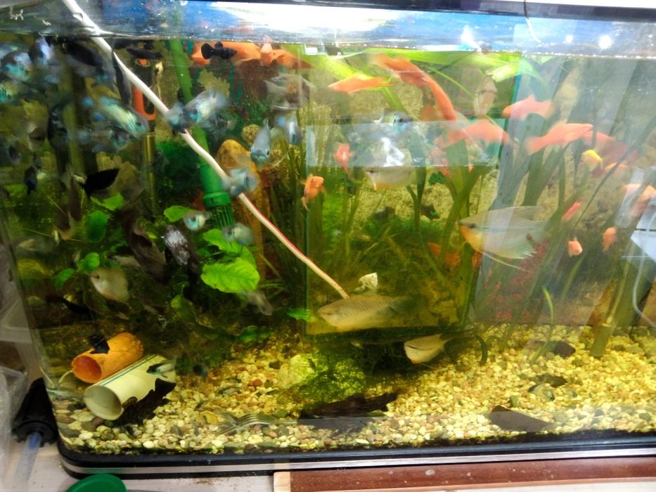 Продам рыбок мальков