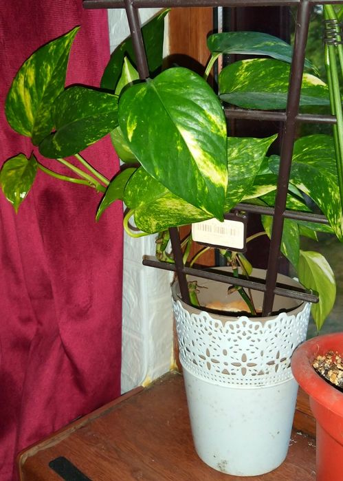 Epipremnum aureum sau Iedera diavolului