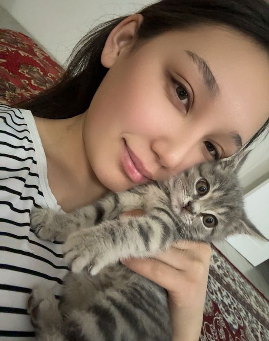 Кошка порода-британский