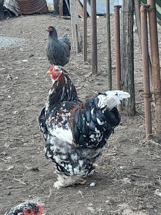 Ouă și pui Brahma Uriaș,Rase Mixte,Cochinchina PITIC, Mii de FLORI