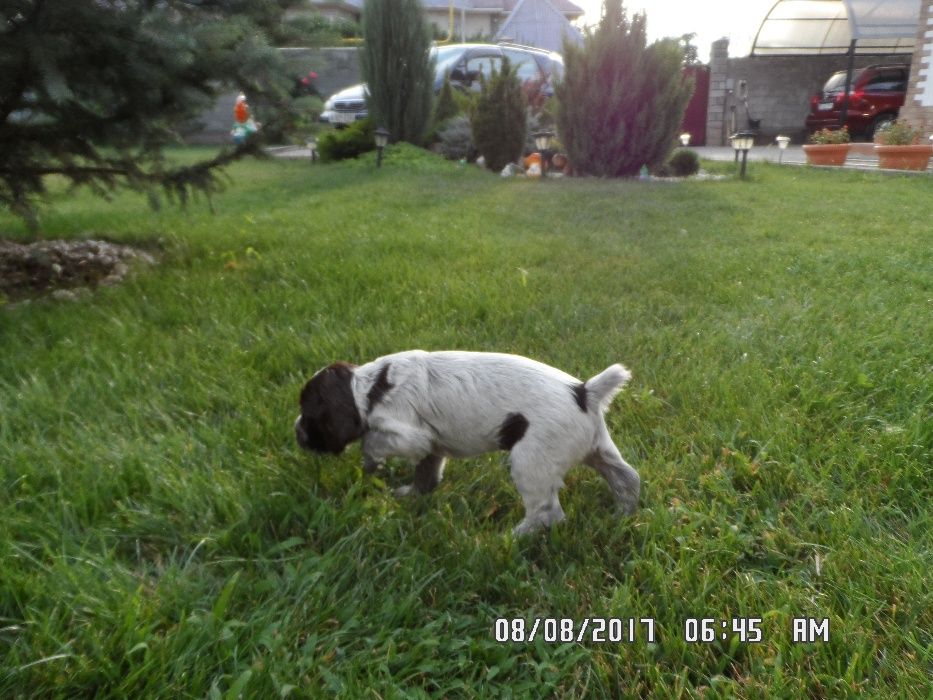 Кобелёк ищет самочку-спаниеля для вязки.