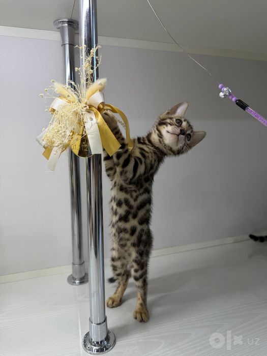bengal ogil qiz 1 oylik