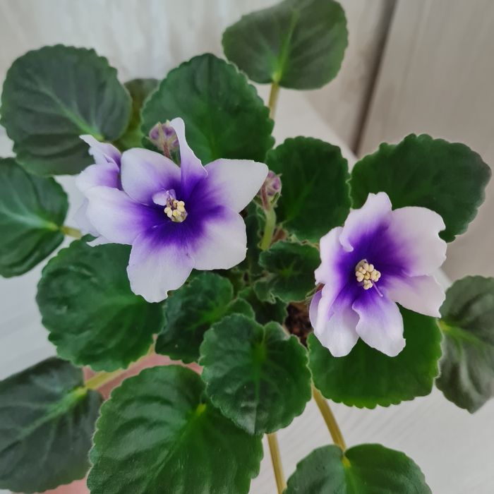 Продам сортовые фиалки