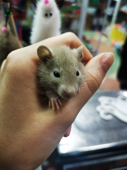 Декоротивные крыски