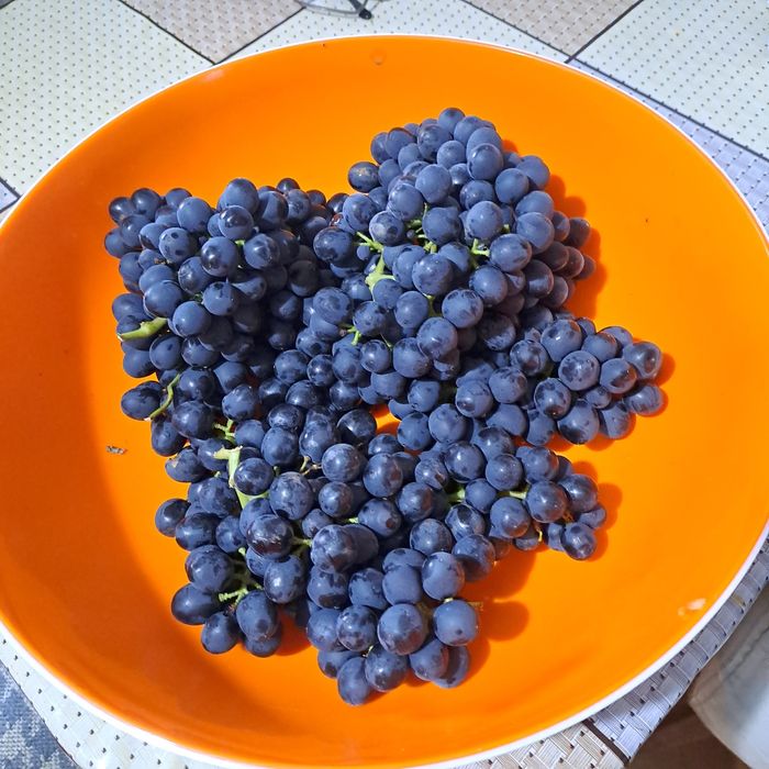 Продам саженцы винограда