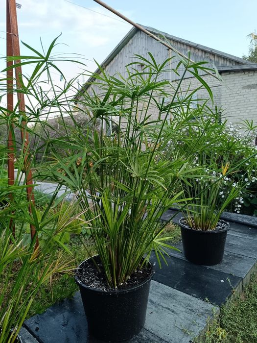 Продам циперус комнатный цветок.