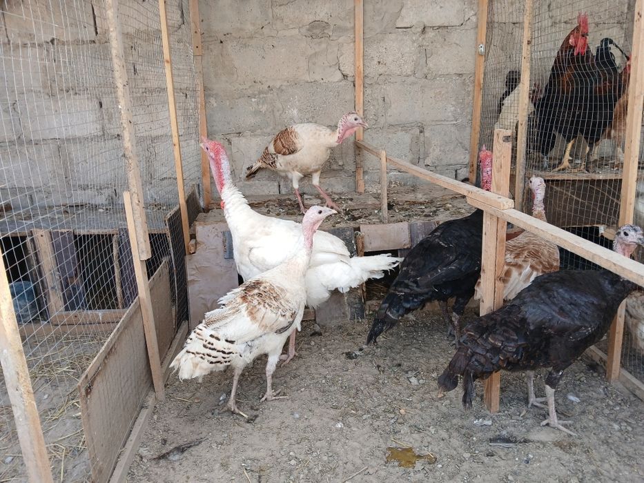 Kurkalar sotiladi modalar 400 ming narlar 500 ming sog'lom