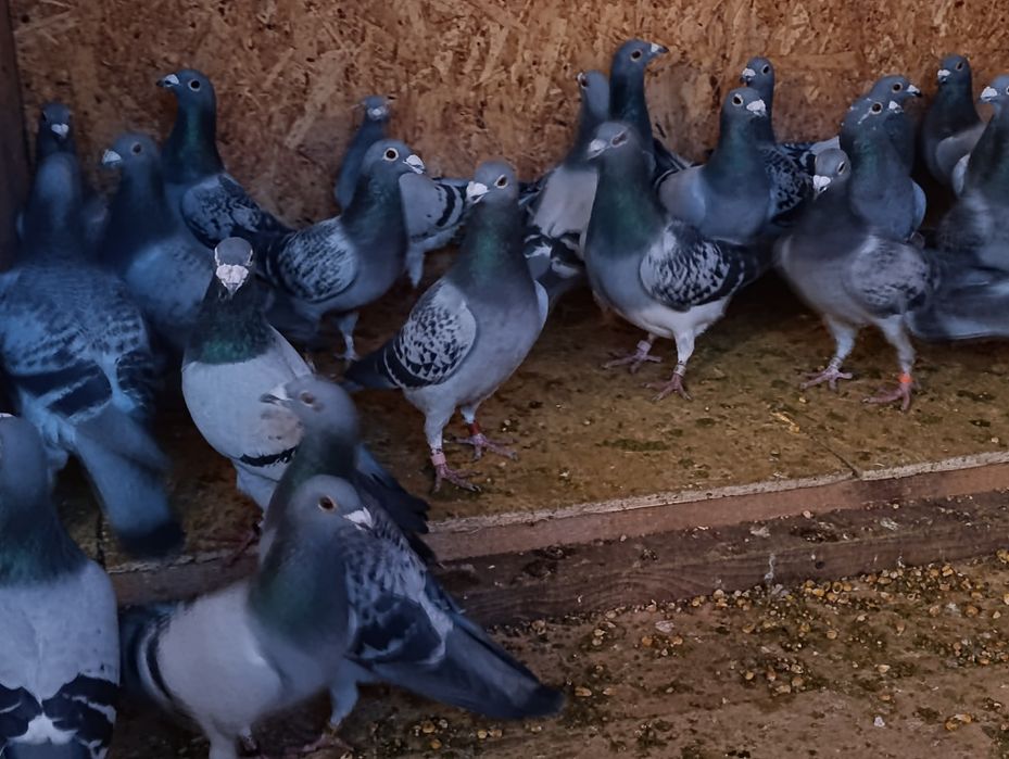 Porumbei voiajori de vânzare