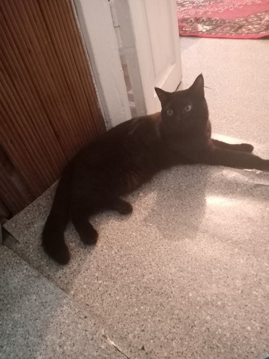 Одам добрые руки котят