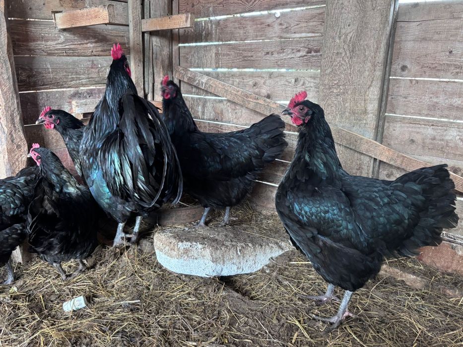 Oua pentru incubat de la găini AUSTRALORP negru