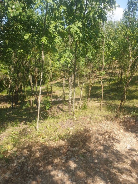 Vand teren la deal 3140 mp