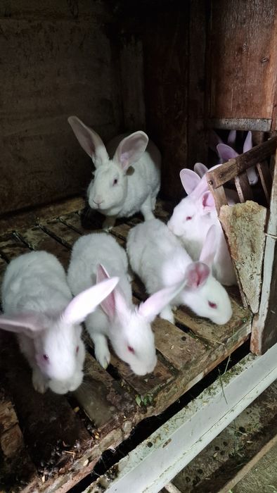 Iepuri Hycole si Secuiești vârsta 2 luni.