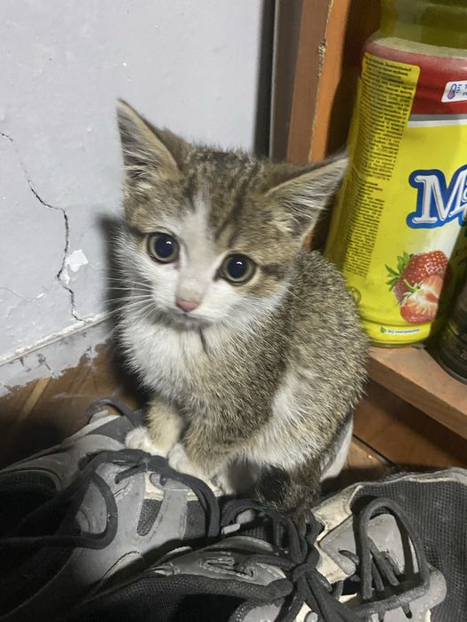 Отдам котёнка в хорошие руки