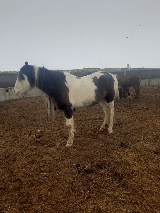 Продаётся жеребец!