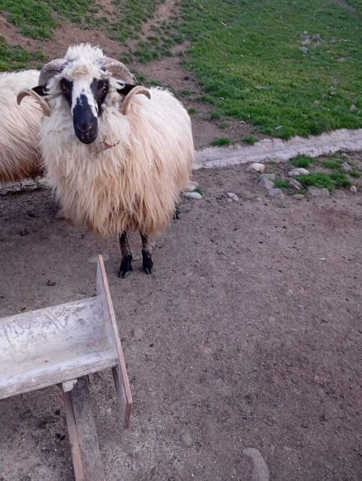 Vând berbec tânăr