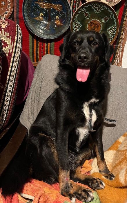 ZUMI, metis talie medie, pui