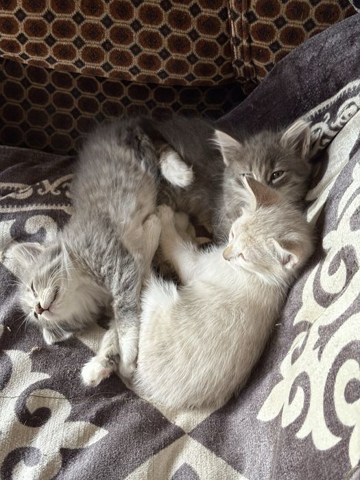 Отдам котят в добрые руки
