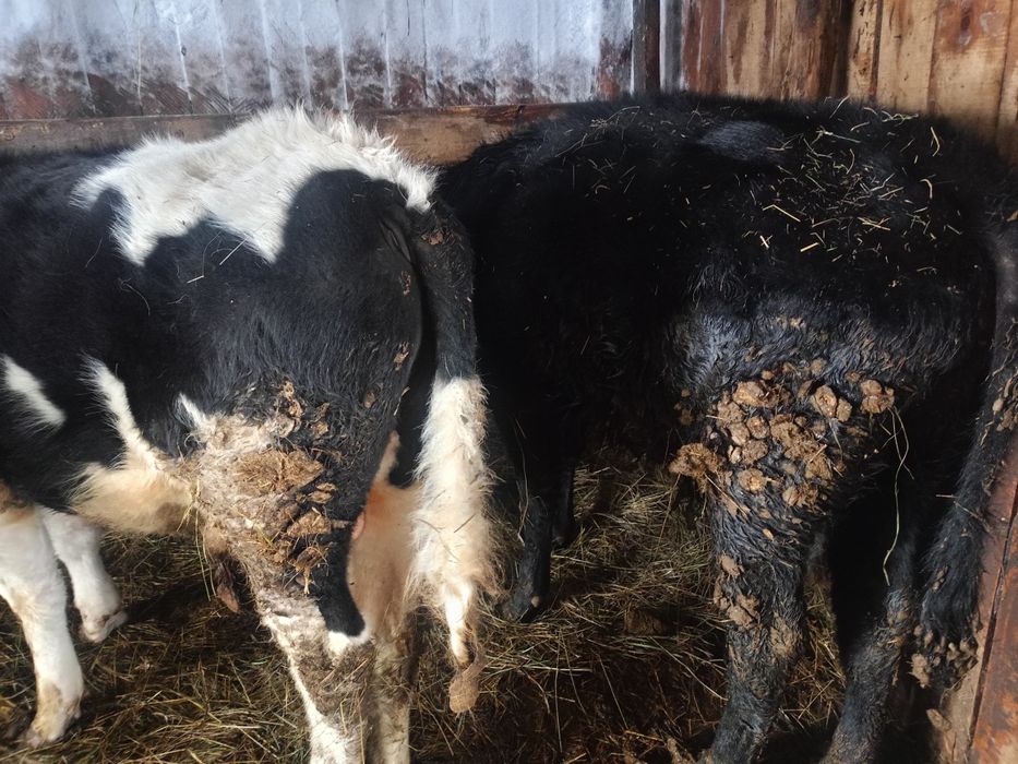 Продам двух бычков с откорма.