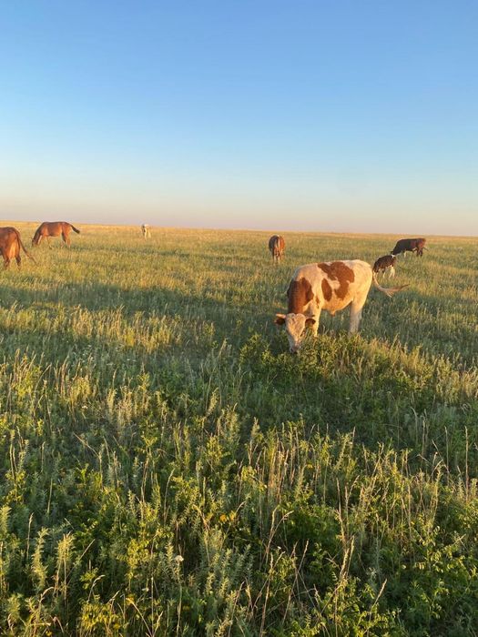 Продам скот корова и бычки