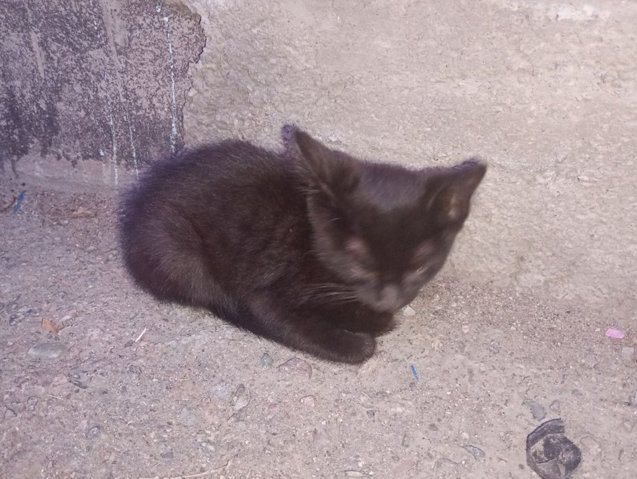 Отдадим котят две девочки
