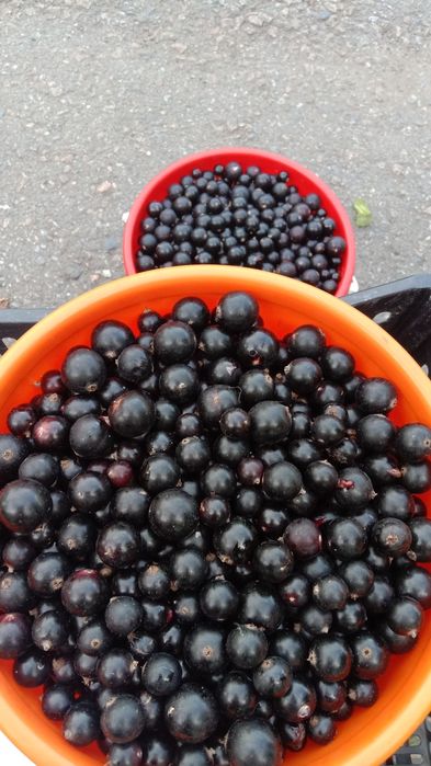 Саженцы чёрной смородины и малины