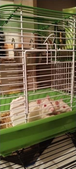 Продам крысят Альбиносов.