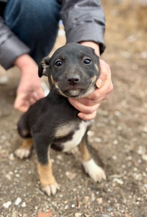 Отдадим щенят в добрые руки