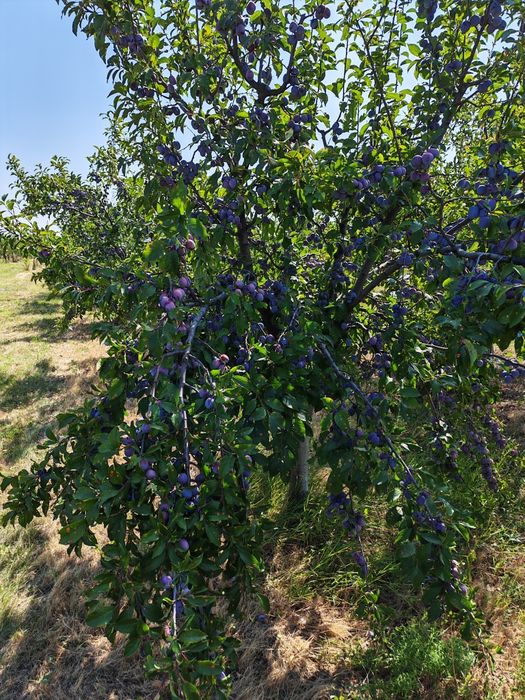 Vand prune pentru tuica