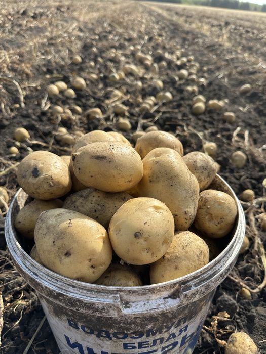 Продажа Картофеля