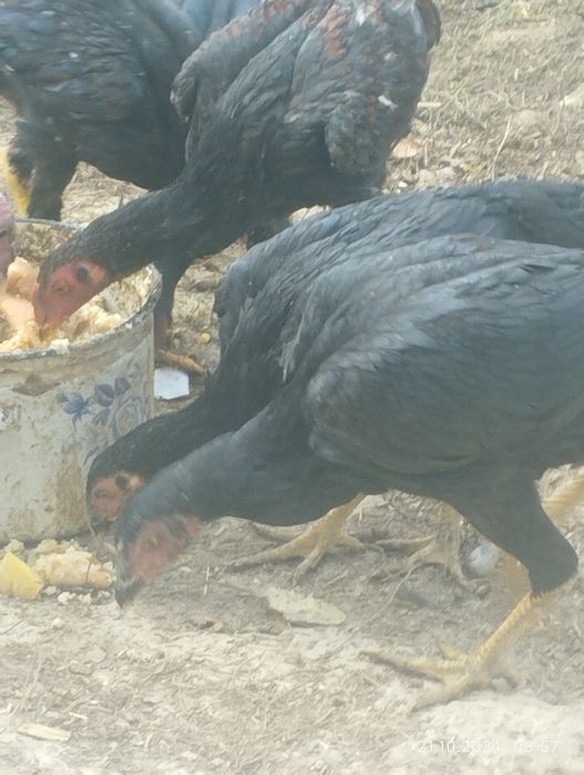 Жўжалар бор 1 та хўроз 3та товуқ..Зоти тоза...