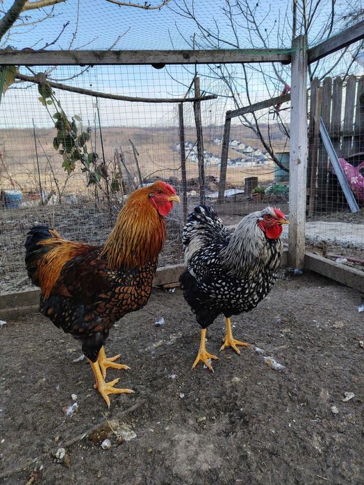 Cocosi din anul 2025