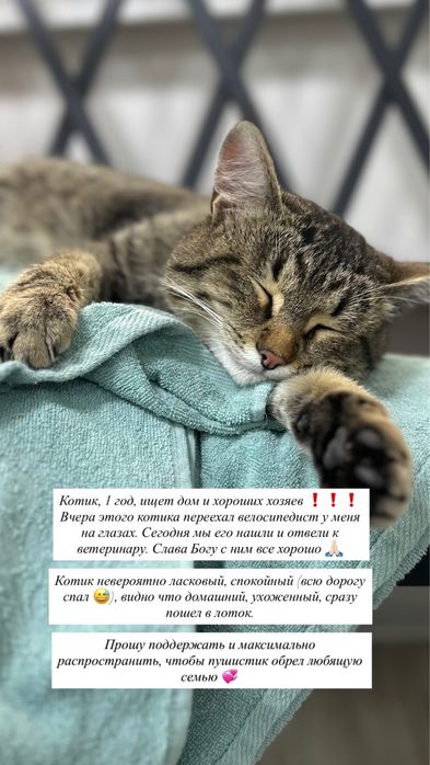 Ищем дом самому ласковому котику